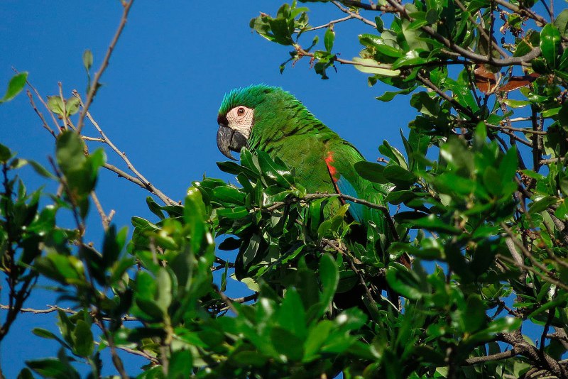 Macaw's Bridges