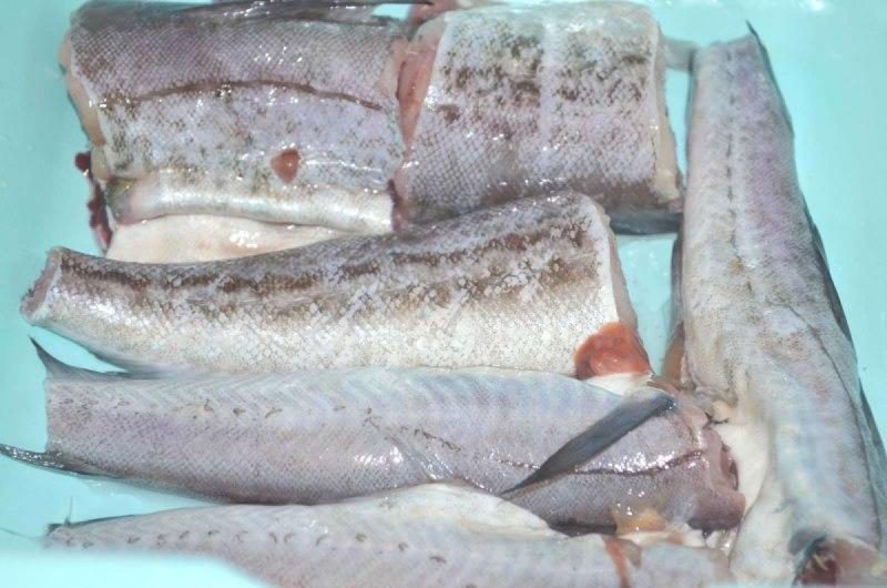 Минтай рыба Живая