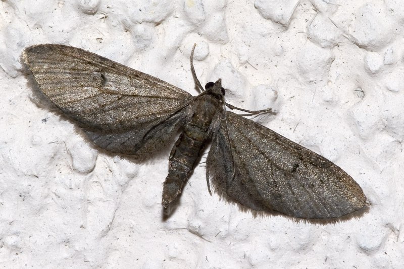 Eupithecia innotata