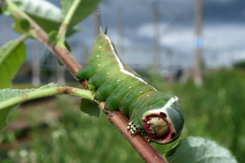 Гусеница Cerura vinula