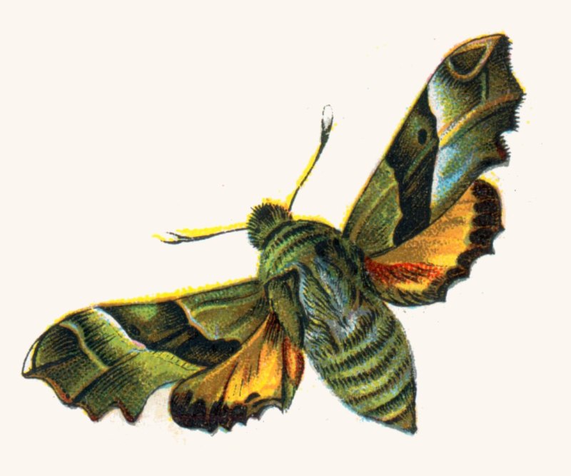 Proserpinus Proserpina