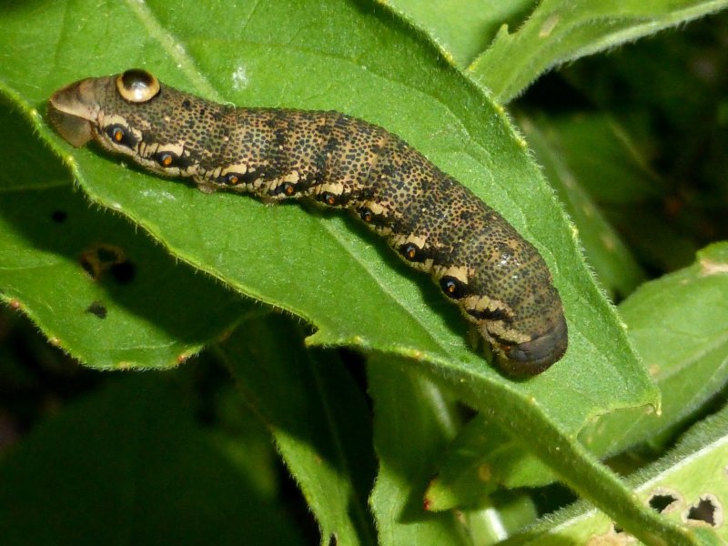 Proserpinus гусеница