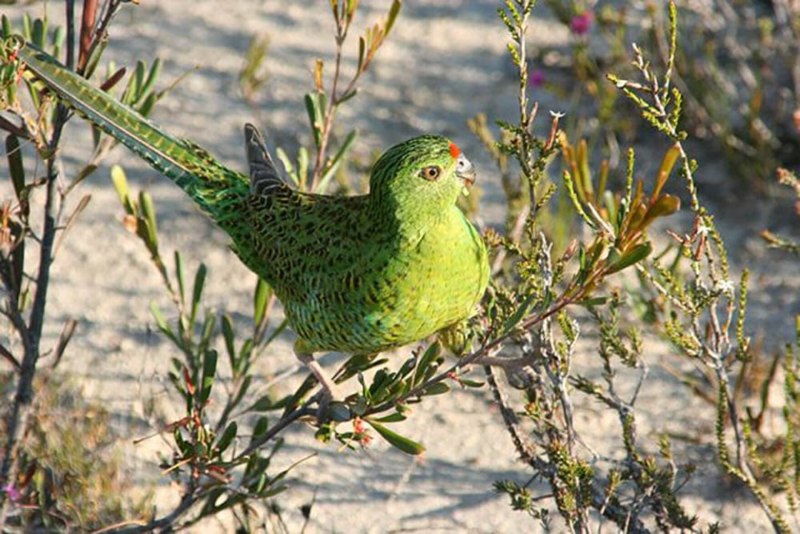 Pezoporus flaviventris