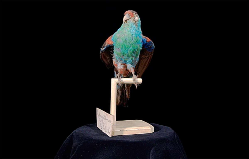 Psephotus pulcherrimus