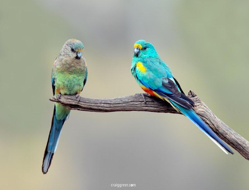 Mulga Parrot Australia