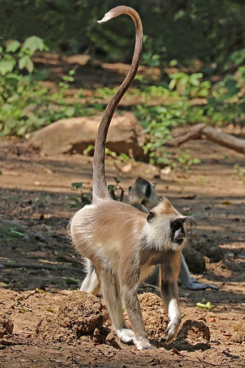Semnopithecus schistaceus