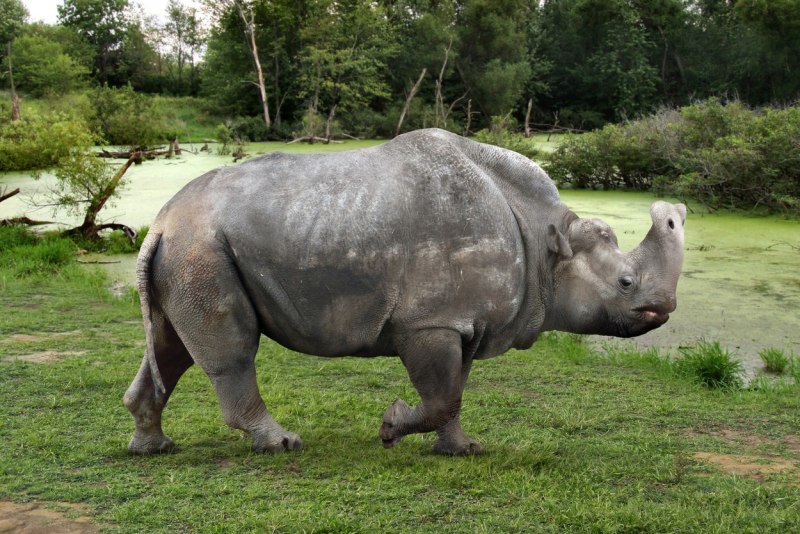 Embolotherium ergiliense