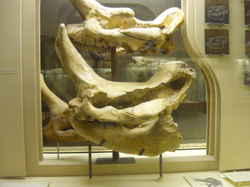 Embolotherium ergiliense