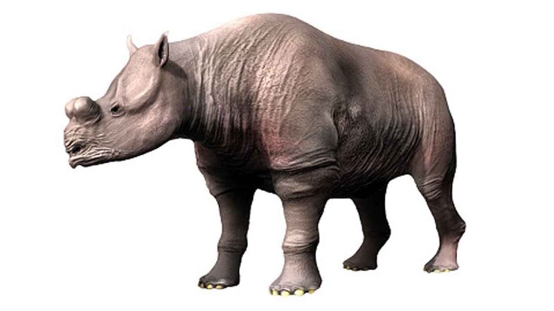 Aktautitan hippopotamopus