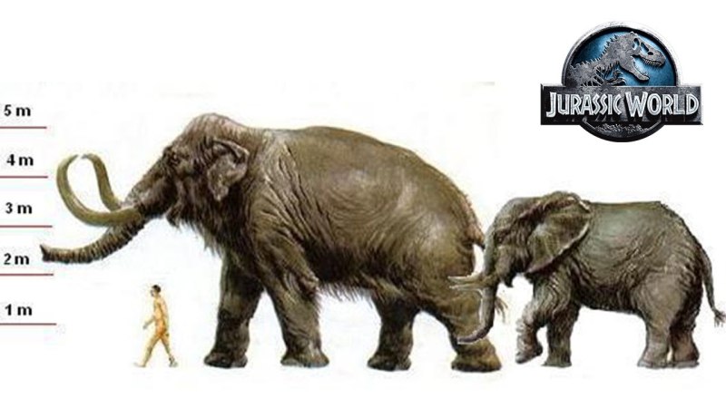 Mammuthus sungari
