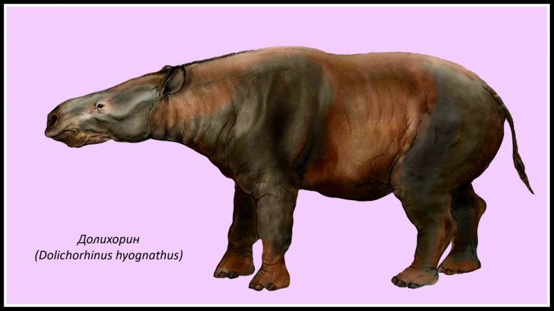 Dolichorhinus hyognathus