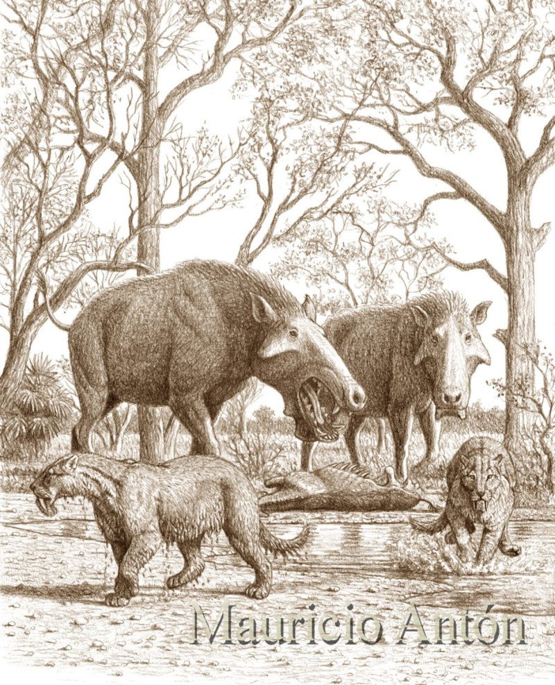 Mauricio anton Sabertooth