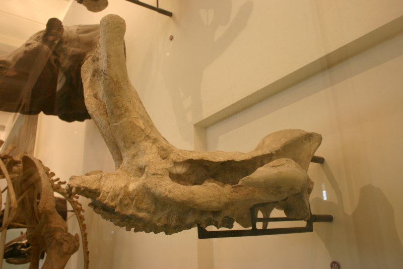 Embolotherium Primeval