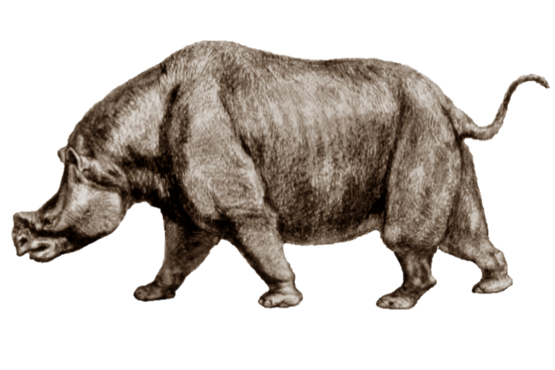 Aktautitan hippopotamopus