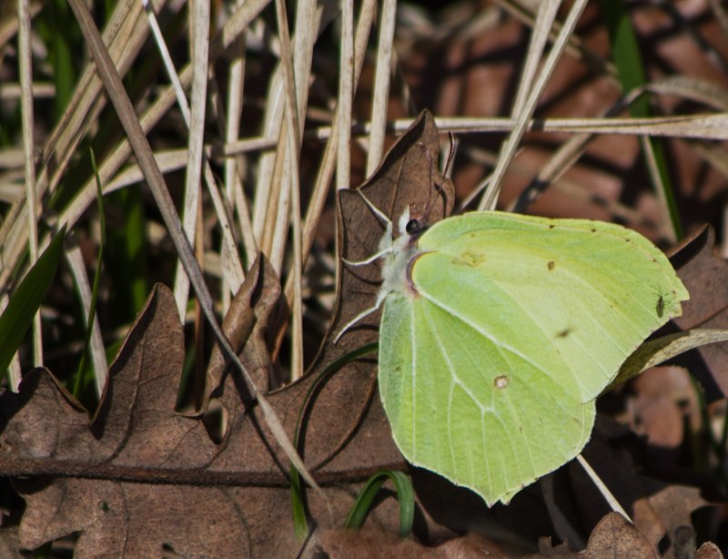 Gonepteryx rhamni спариваются
