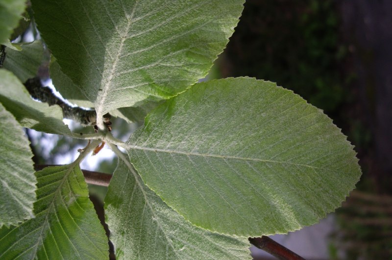 Sorbus Aria 'chlorosarca'