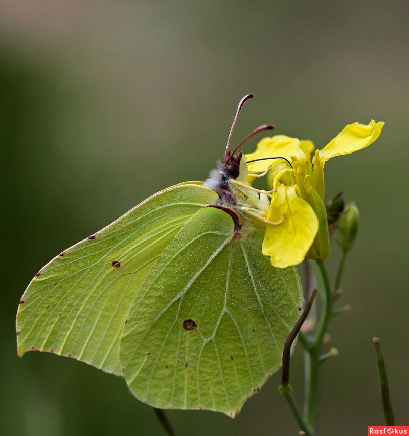 Gonepteryx rhamni лимонница