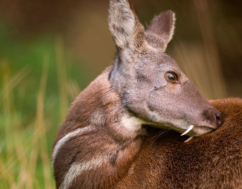Кабарга (Moschus moschiferus)