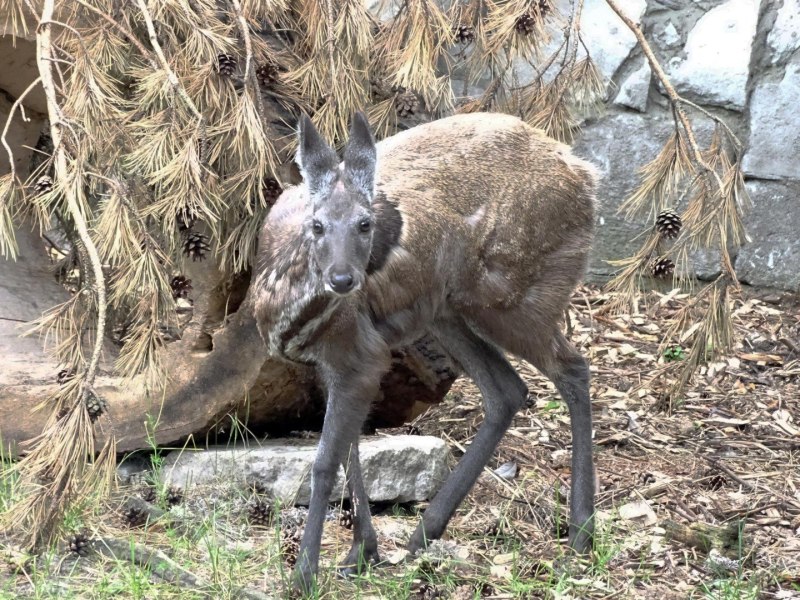 Сахалинская кабарга Moschus moschiferus sachalinensis