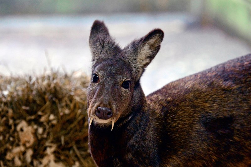 Сахалинская кабарга Moschus moschiferus sachalinensis