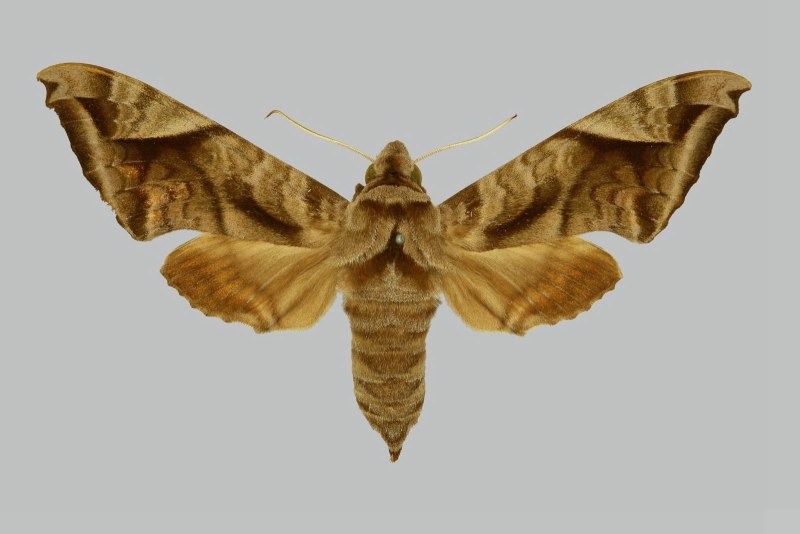 Acosmeryx sericeus