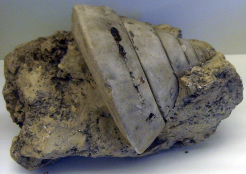 Pleurotomaria rumphii