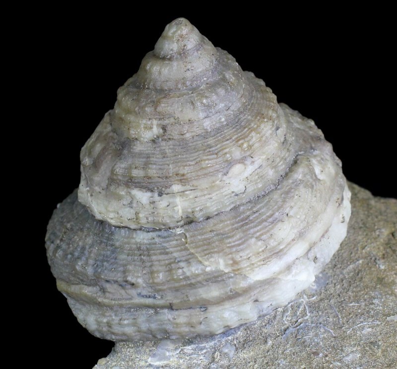 Pleurotomaria моллюск