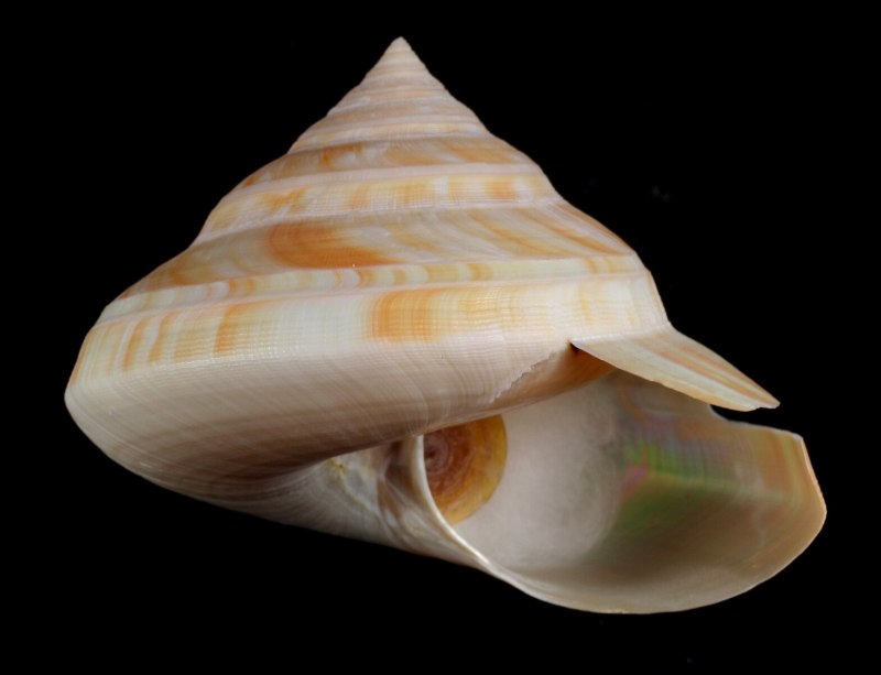 Pleurotomaria моллюск