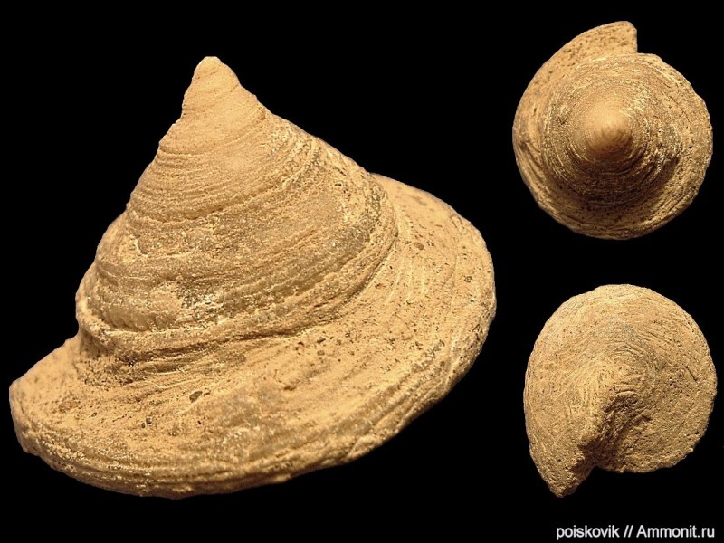 Pleurotomaria моллюск