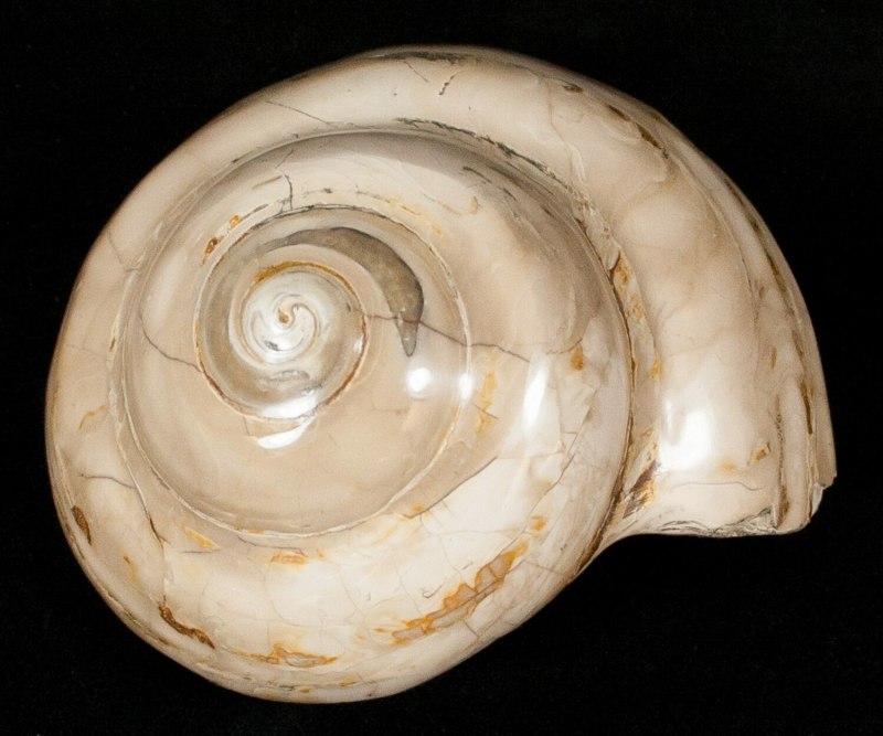 Pleurotomaria палеонтология