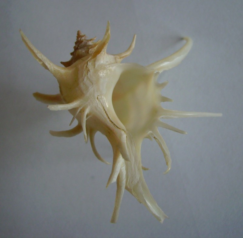 Mystacinobia zelandica