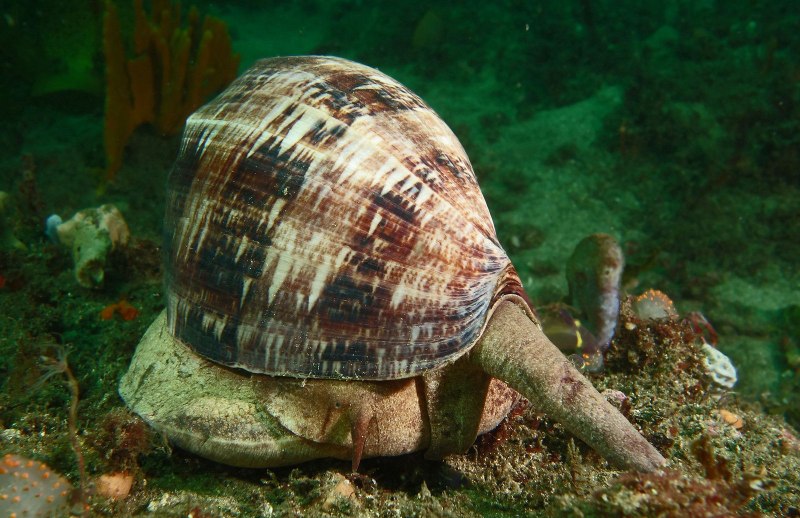 Sea Snail