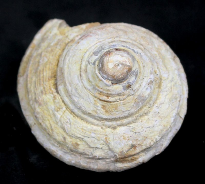 Pleurotomaria палеонтология