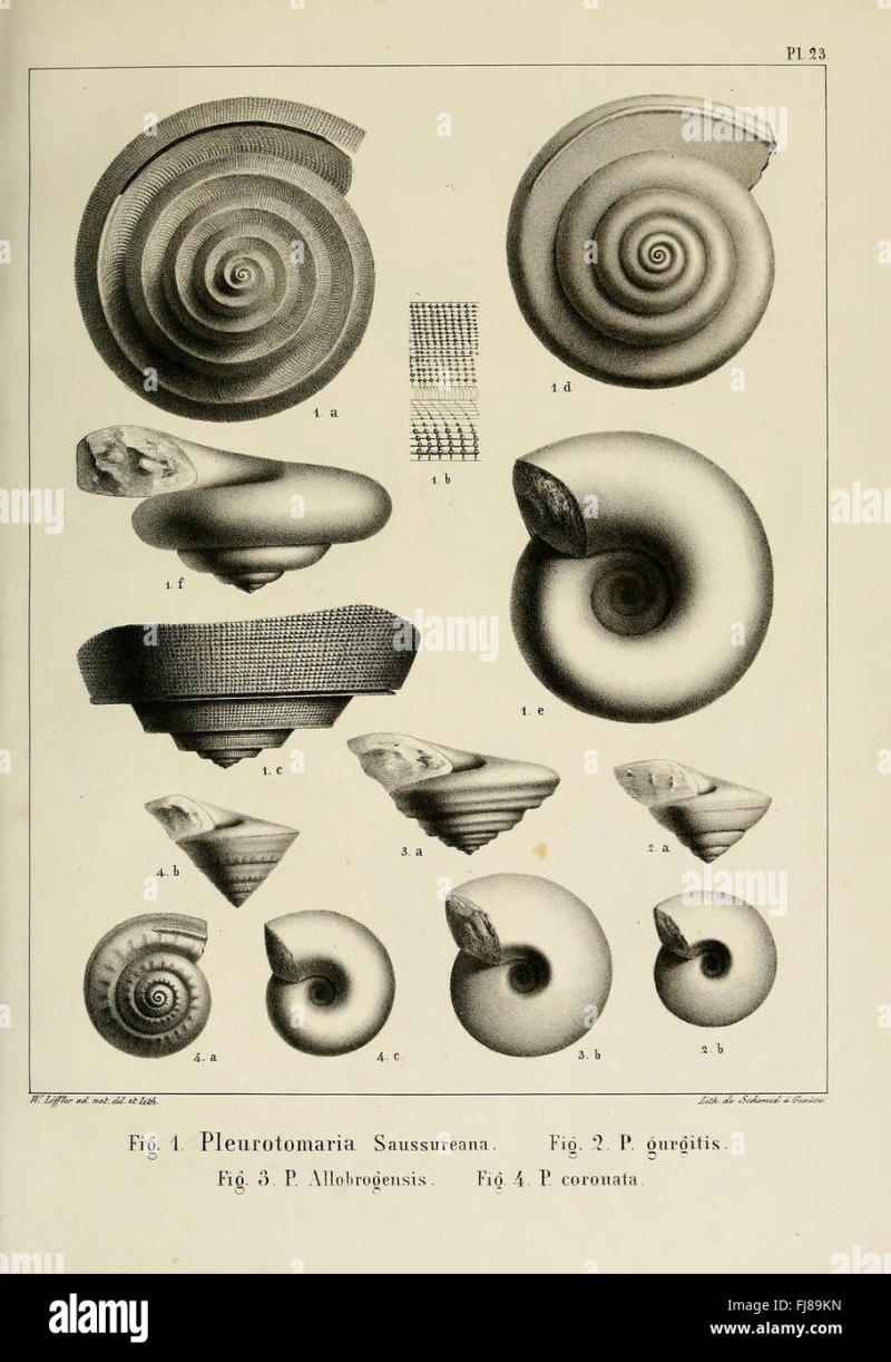 Pleurotomaria рисунок