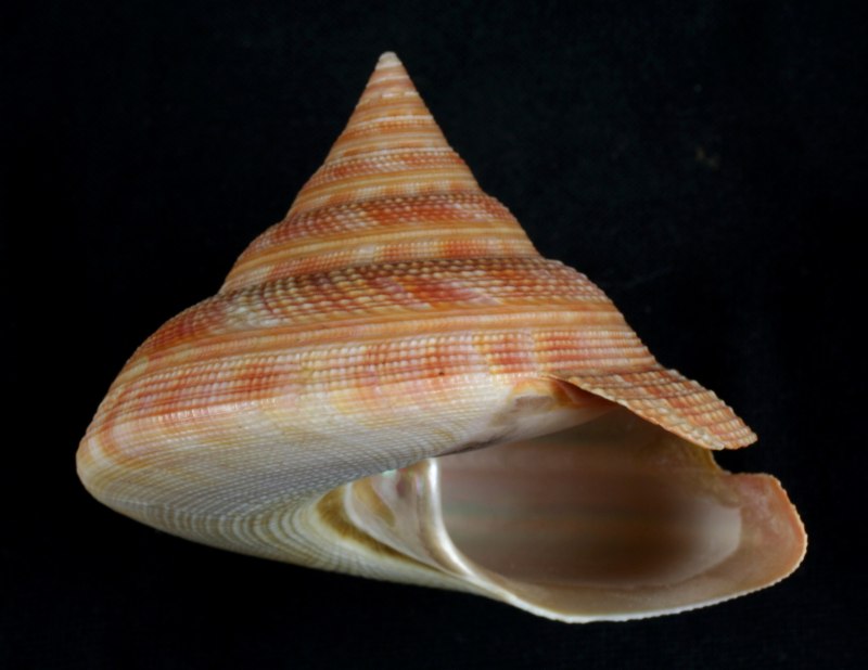 Pleurotomaria моллюск
