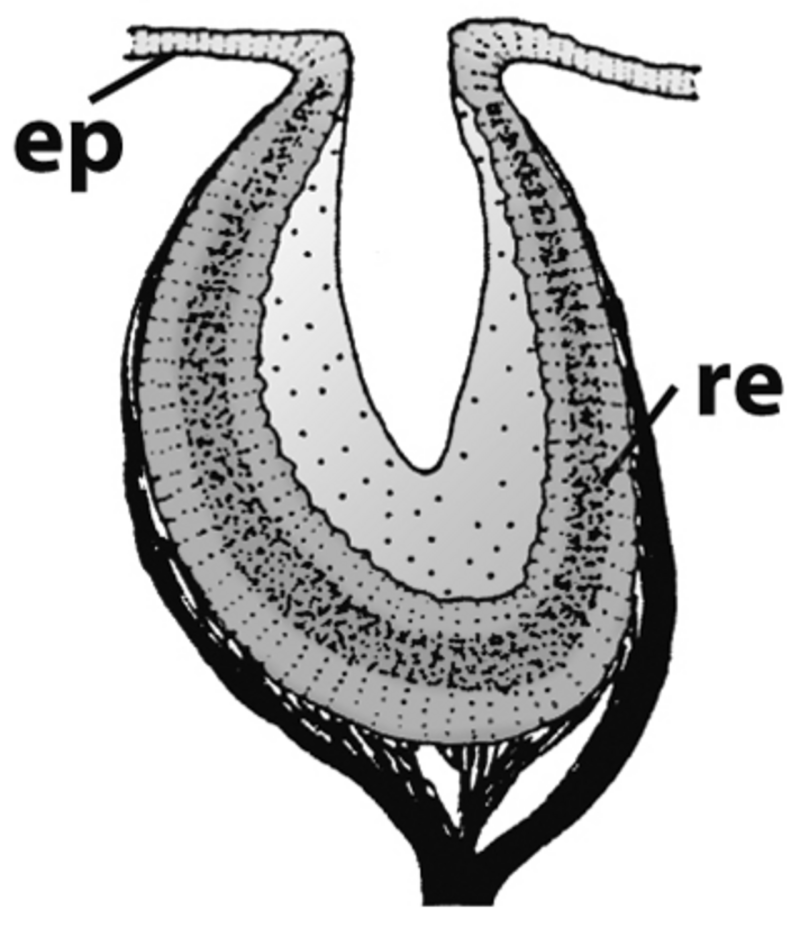 Pleurotomaria рисунок