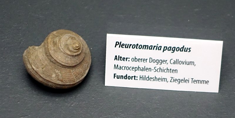 Род Pleurotomaria