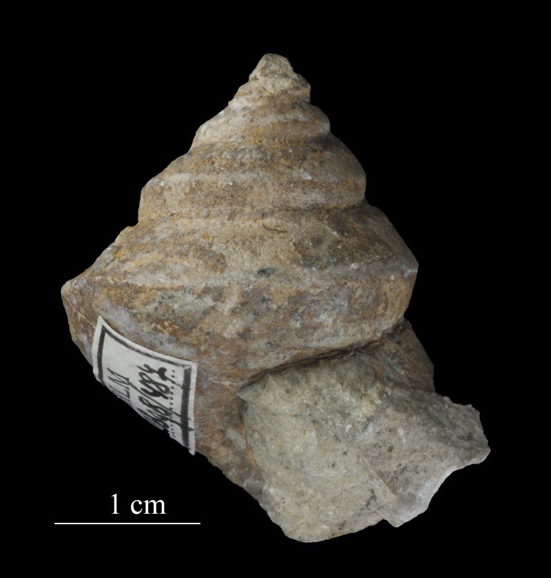 Pleurotomaria rumphii