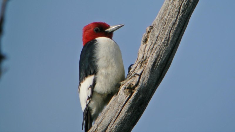 Woodpecker