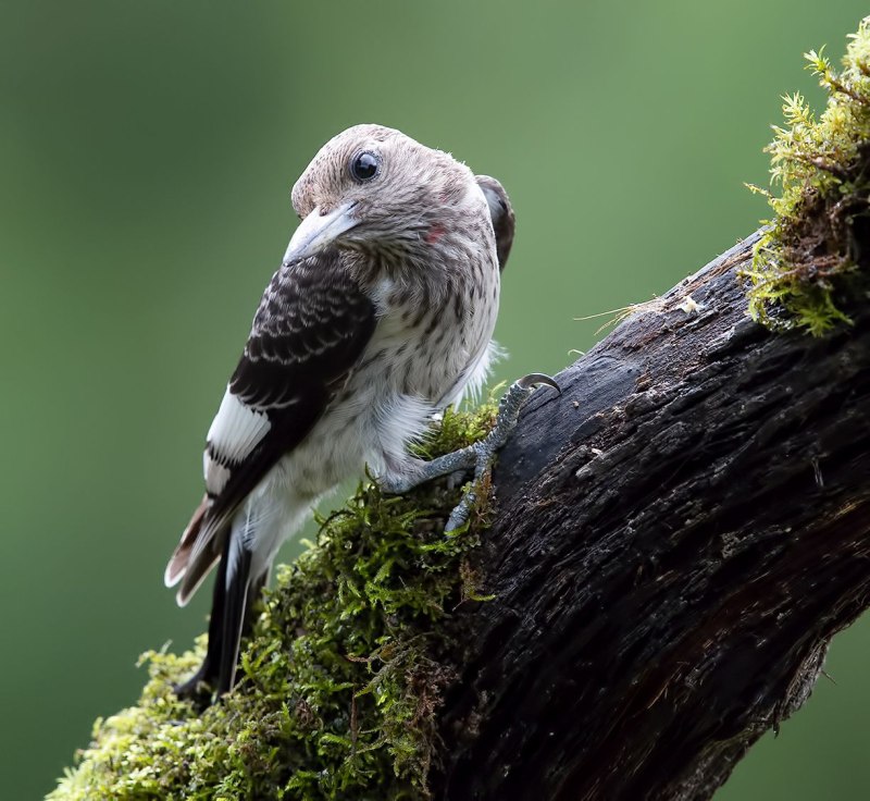 :Juvenile photographer
