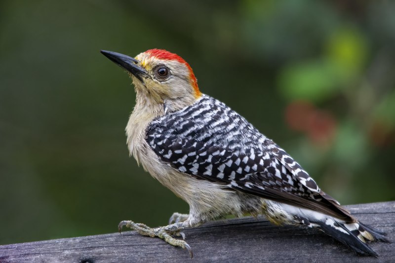 Melanerpes rubricapillus