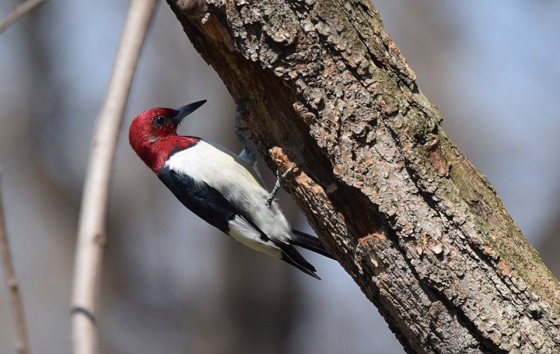 Melanerpes erythrocephalus