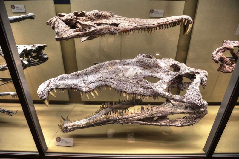 Smilosuchus Gregorii