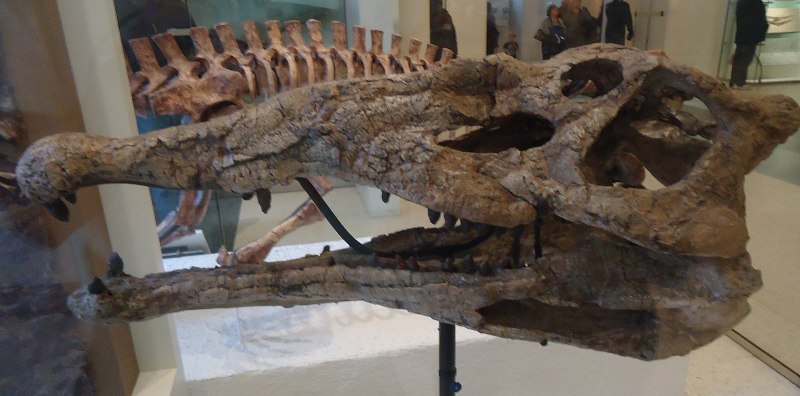 Smilosuchus Gregorii