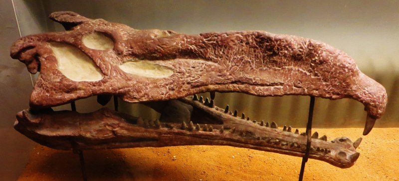 Staurikosaurus стопа
