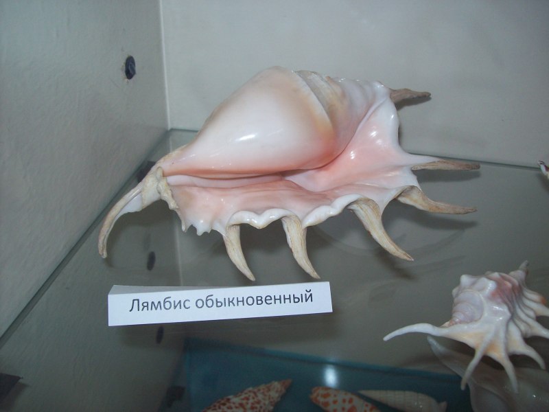 Лямбис хирагра морская раковина