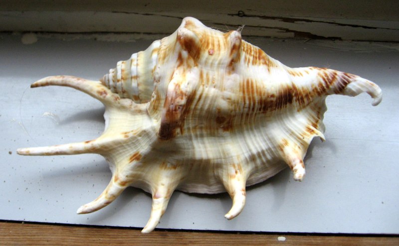 Лямбис исиллипеда