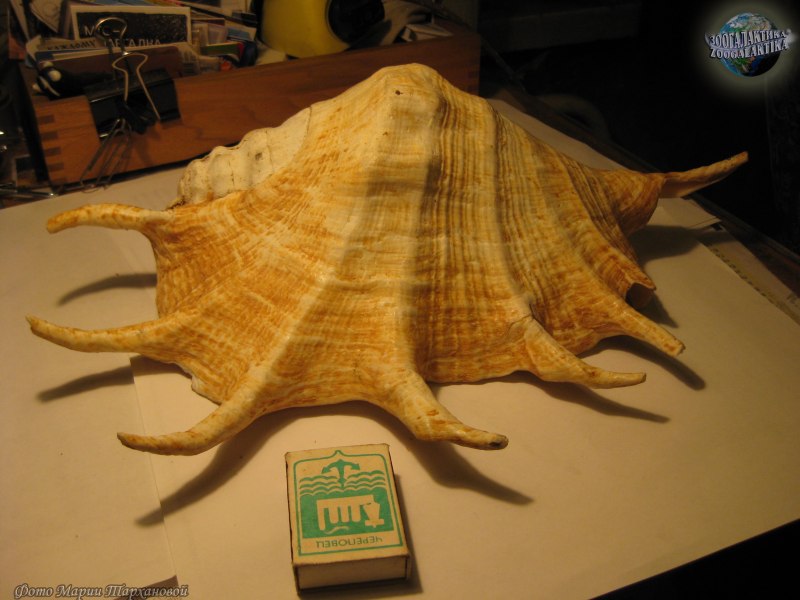 Гигантский Лямбис
