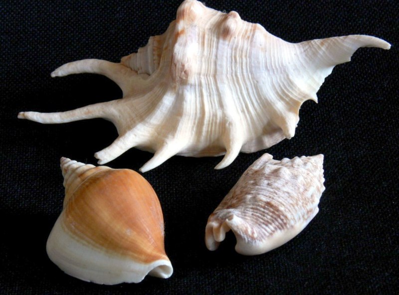 Улитка Стромбус морская