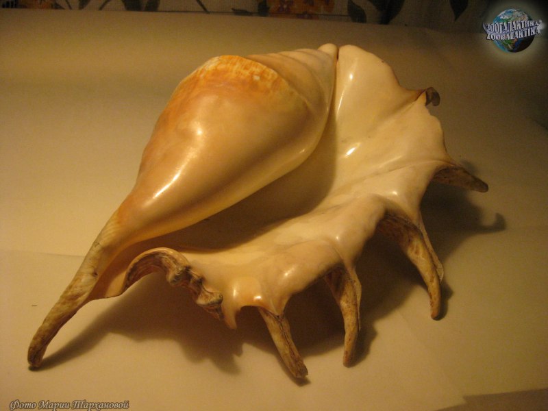 Лямбис хирагра